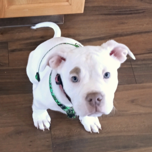 Meet your Posher, Monica - Picture 1 of 1